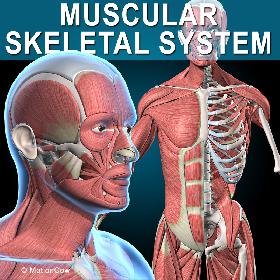 Muscles & Skeleton